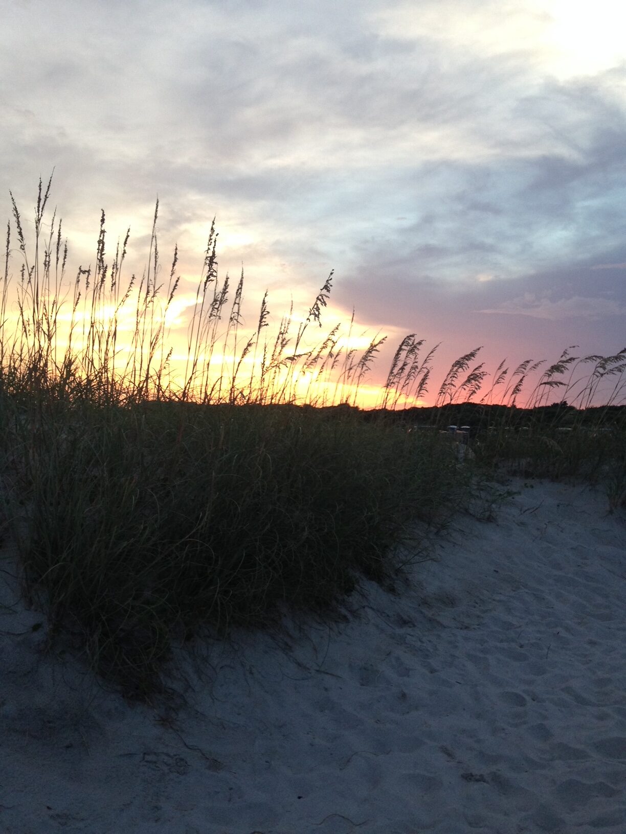 sea oats on Bald Head Island